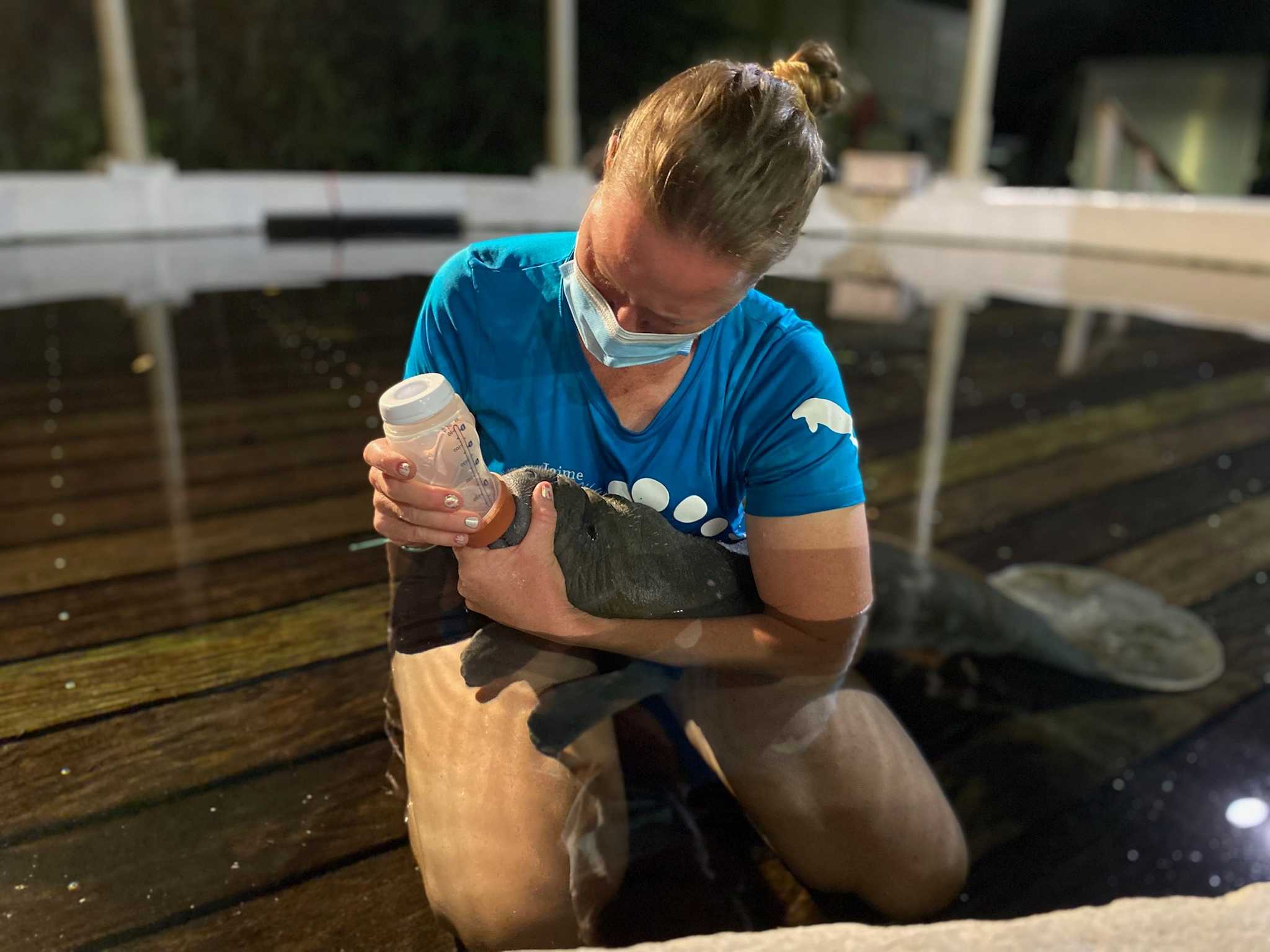 Orphaned Baby Manatee Rescued, Brought To ZooTampa At Lowry Park