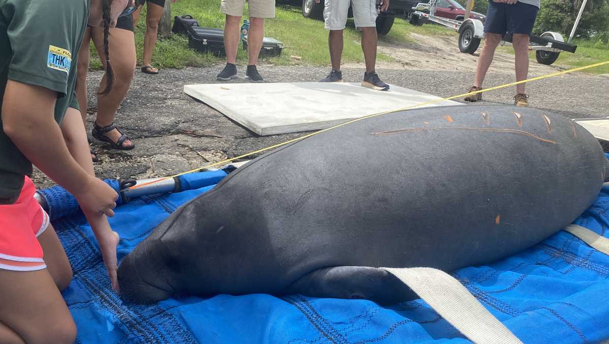 Dozens gather to watch manatee released back into the wild
