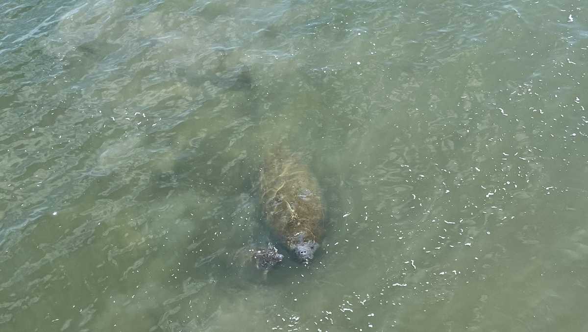 First sea turtles, manatees sightings in South Carolina waters are earlier than usual this year