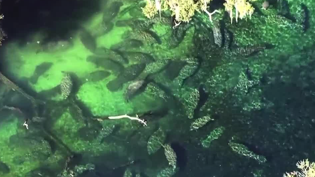 Manatee deaths decline after massive starvation event in 2021 - Vimarsana News