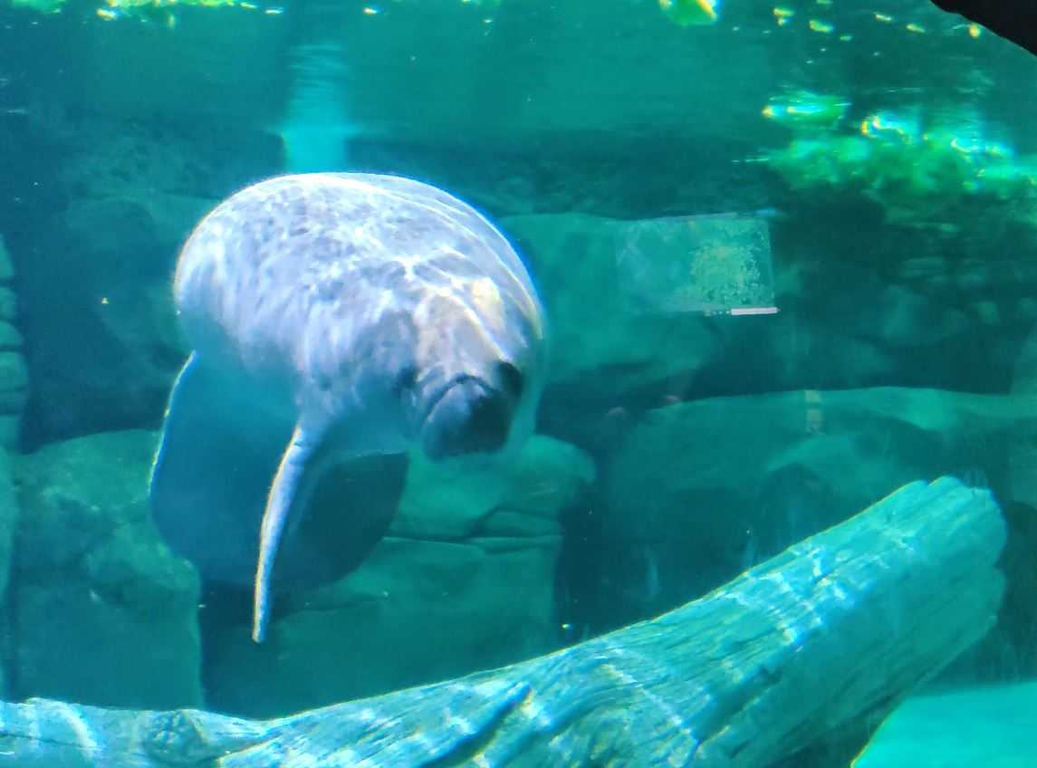 Manatees Rehabilitated At Cincinnati Zoo To Return To Native Florida Waters