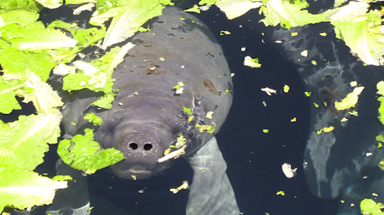Lawmakers, wildlife officials increase effort to protect manatees - Vimarsana News