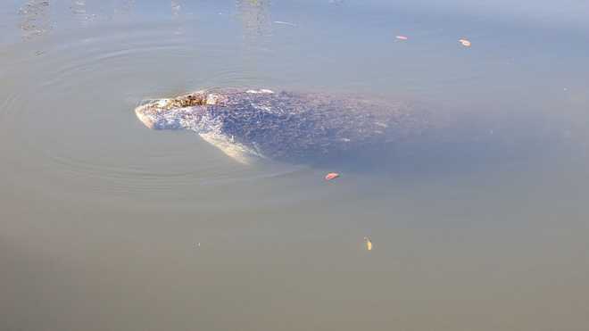 Manatee rescued from Hatchett Creek in Sarasota County