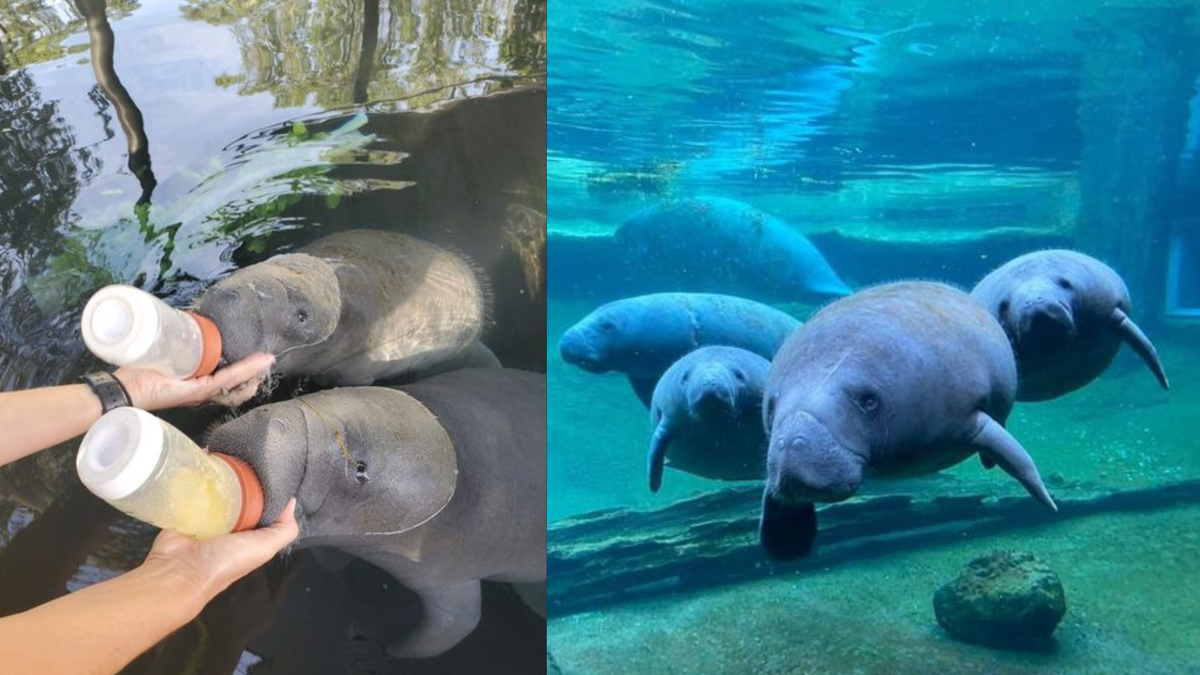 3 manatees rehabilitated at Cincinnati Zoo released into native waters