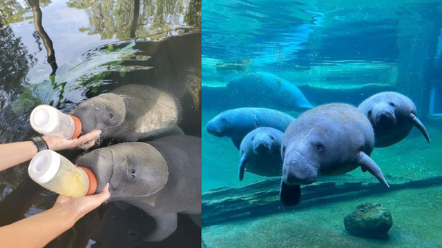 3 manatees rehabilitated at zoo released into native waters - Vimarsana News