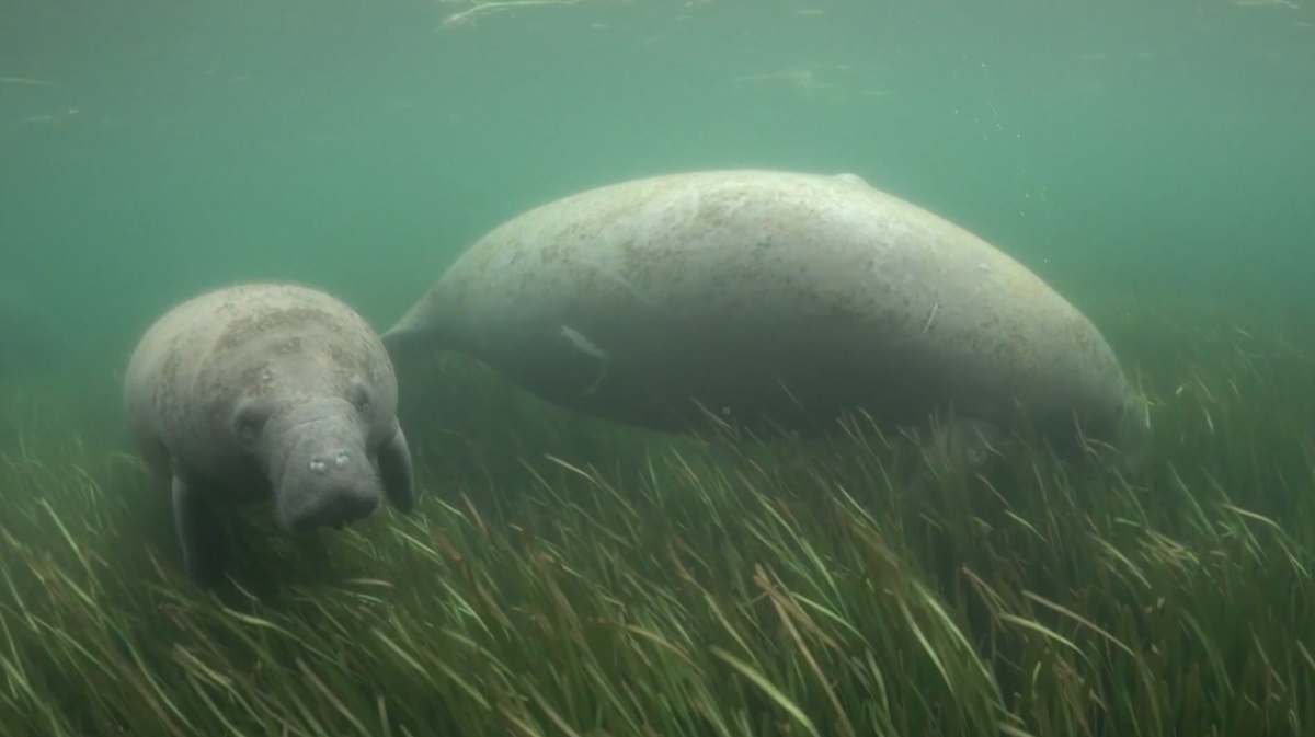 Legal case sparks debate over the impact of septic tanks on manatees