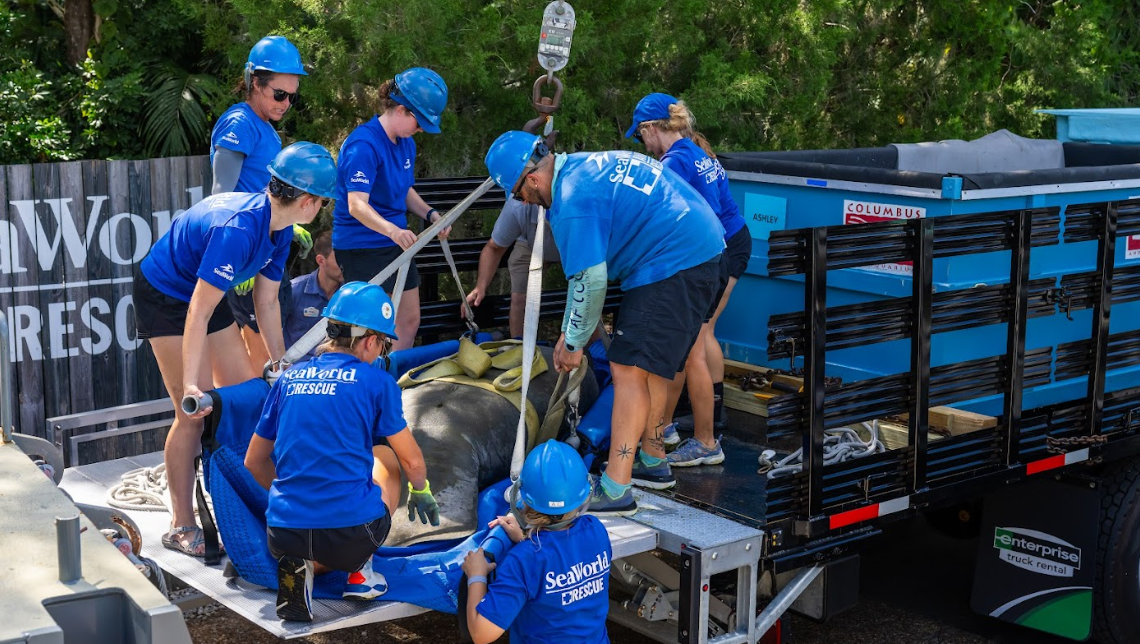 8 manatees flown to Florida to be released back into the wild