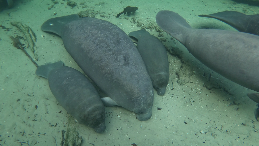 manatee gives birth to twins