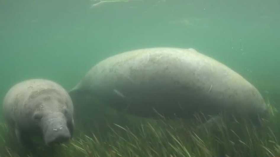 Food shortage leads to increase in orphaned manatees in Florida