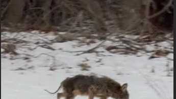 Police warn of increased mange in South Portland neighborhood