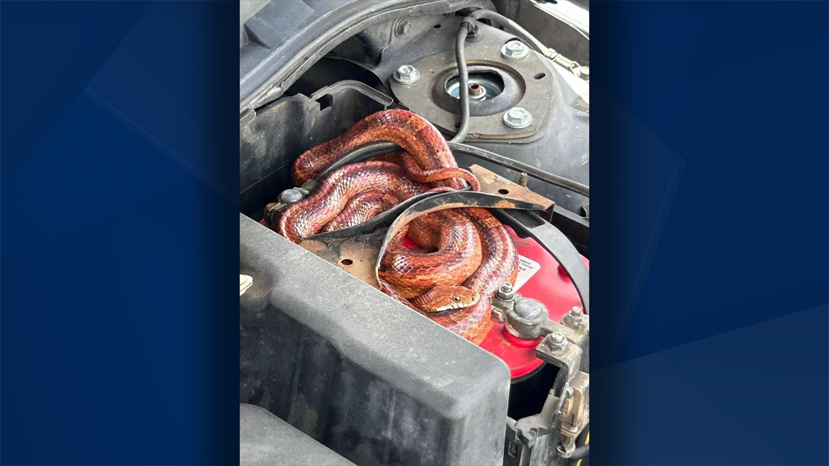 LCSO Sergeant wrangles snake from car engine in Lehigh Acres - Vimarsana News