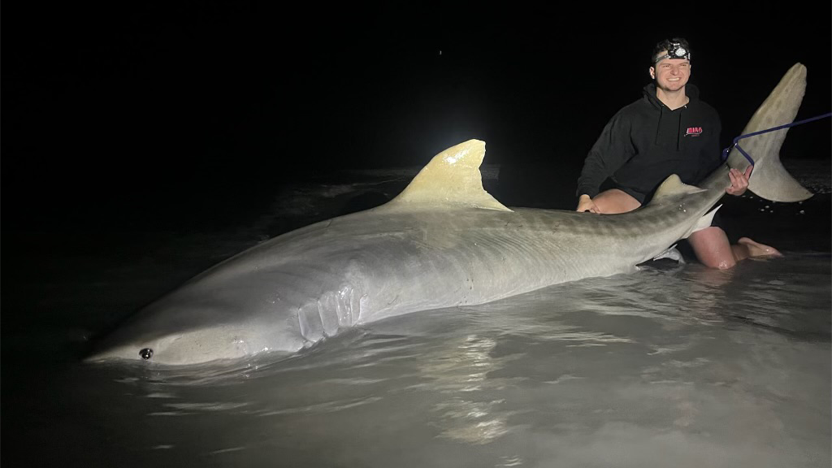 Fishermen reel in 12-foot tiger shark on Sanibel Island beach