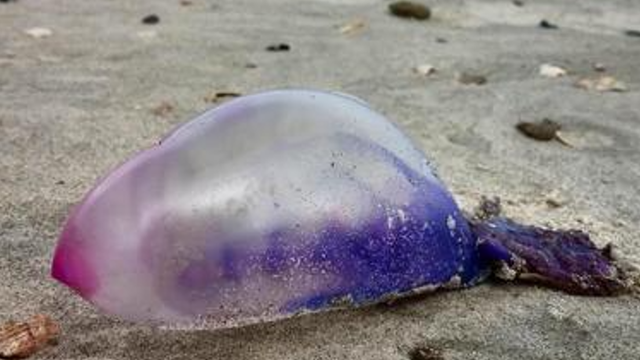 North Carolina: Portuguese Man-O-War warning issued after six people stung at beach - Vimarsana News