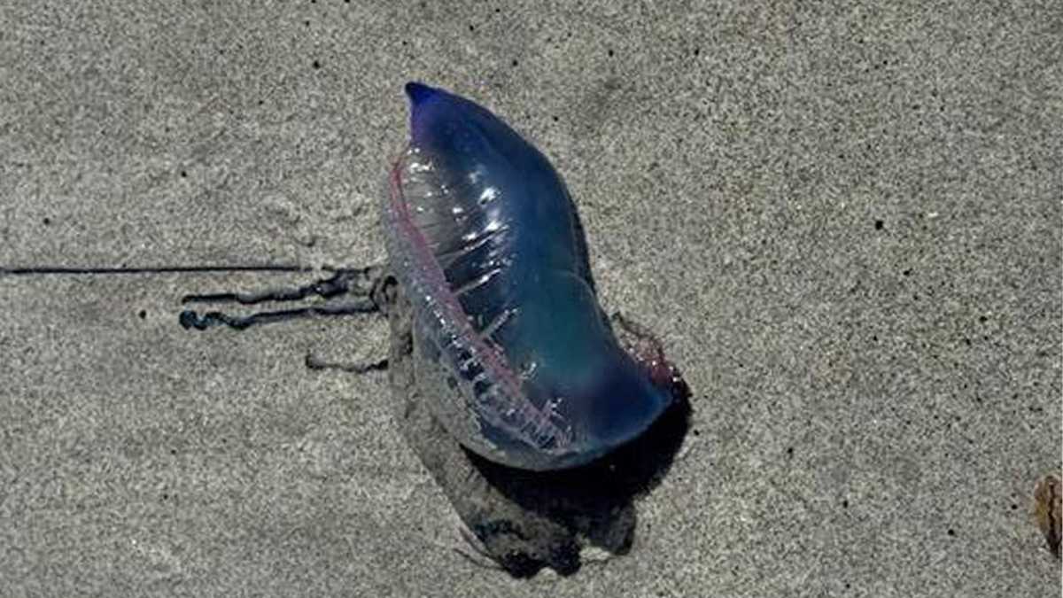 Warm weather and winds push Man o' war onto Florida beaches