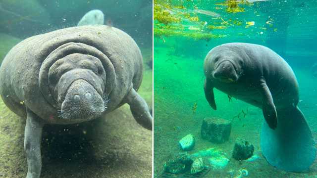 Manatees Romeo and Juliet arrive at ZooTampa - Vimarsana News
