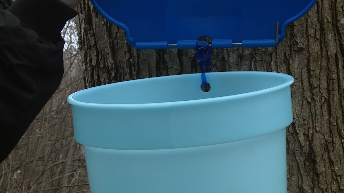 Maple Sugar Days happening at FarbachWerner Nature Preserve