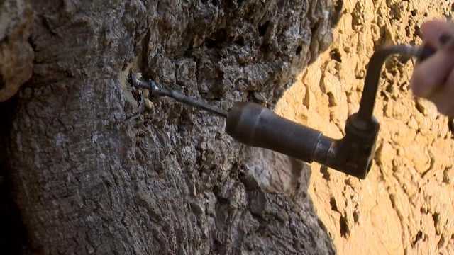 See how Maryland trees were tapped over time to make syrup - Vimarsana News
