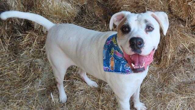 Oklahoma City Animal Welfare to waive adoption fees Saturday - Vimarsana News