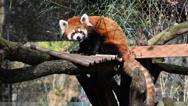 Pittsburgh Zoo's new red panda Marcy - Vimarsana News
