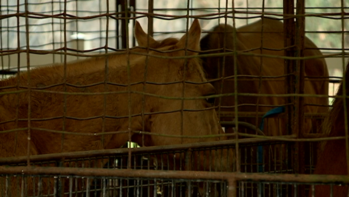 mardi gras horses for adoption