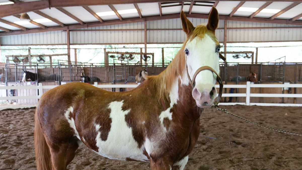 mardi gras horse costume