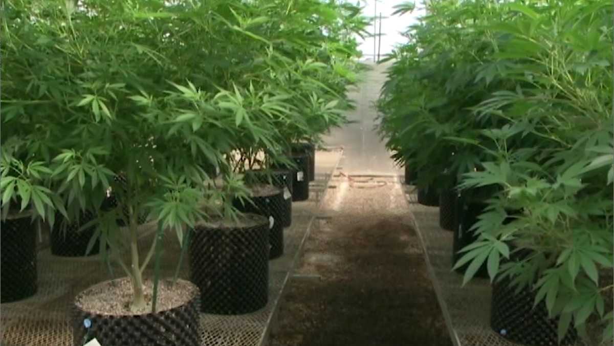 Jefferson Davis County to open new medical marijuana facilities