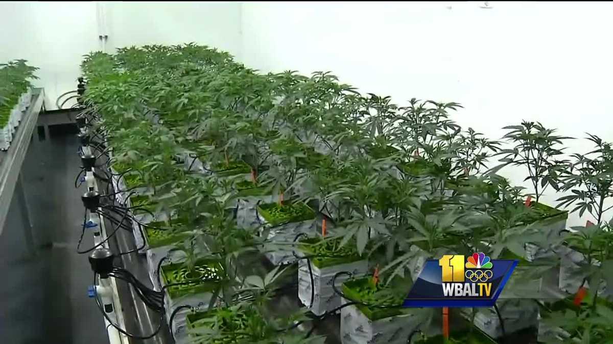 2 medical marijuana dispensaries open in Maryland