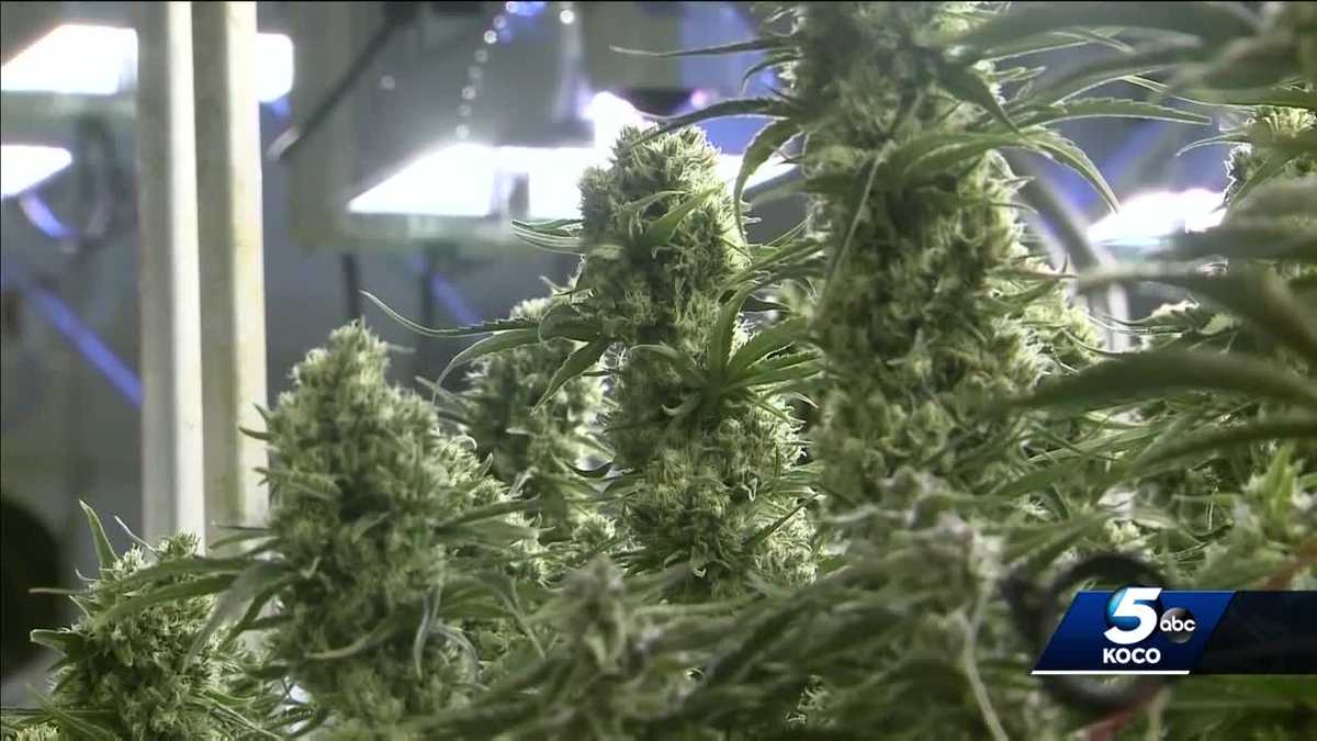Oklahoma gets 600 medical marijuana dispensary applications
