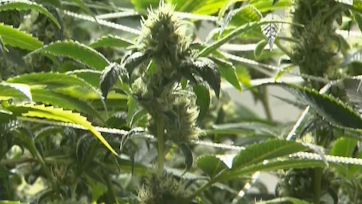 Those on both sides of legalizing recreational marijuana in Arkansas speak out - Vimarsana News