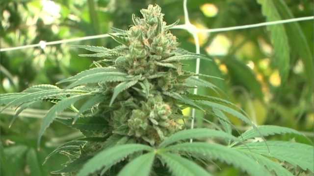 Medical marijuana bill now becomes law in Mississippi - Vimarsana News