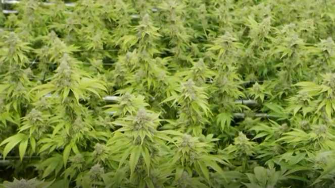 NKY medical cannabis dispensaries expect to start selling as soon as October