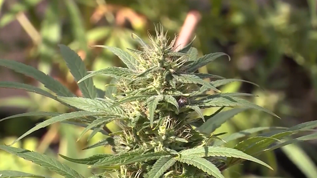 Oklahoma medical marijuana laws in effect with start of 2024 - Vimarsana News