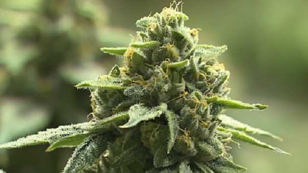 Where does Kentucky's medical marijuana bill stand - Vimarsana News