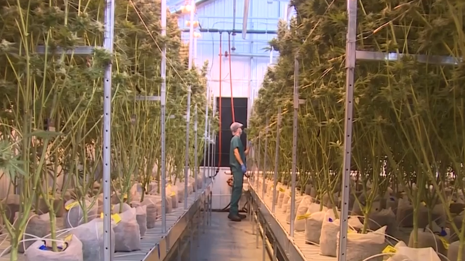 West Chester may be site of medical marijuana grow operation