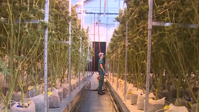 Take a look inside a marijuana grow facility in Ohio