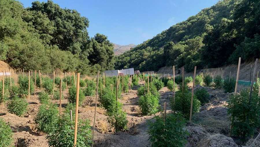Marijuana grow southern Monterey County