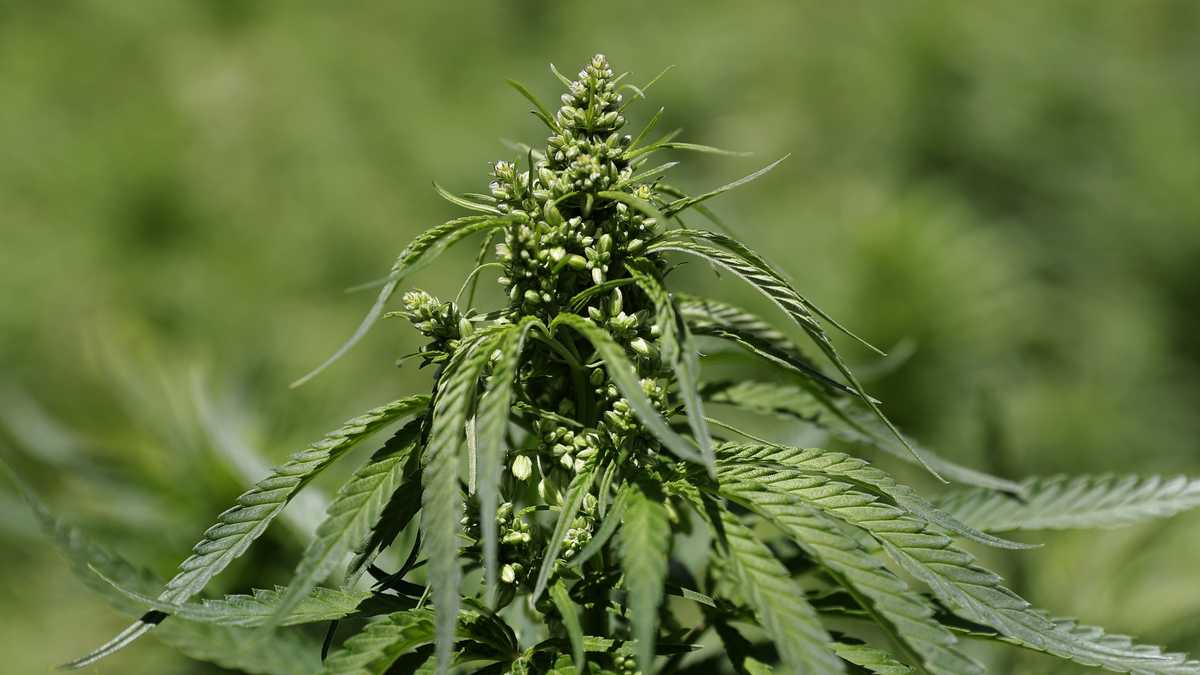 Illegal marijuana farms a growing problem in national forests