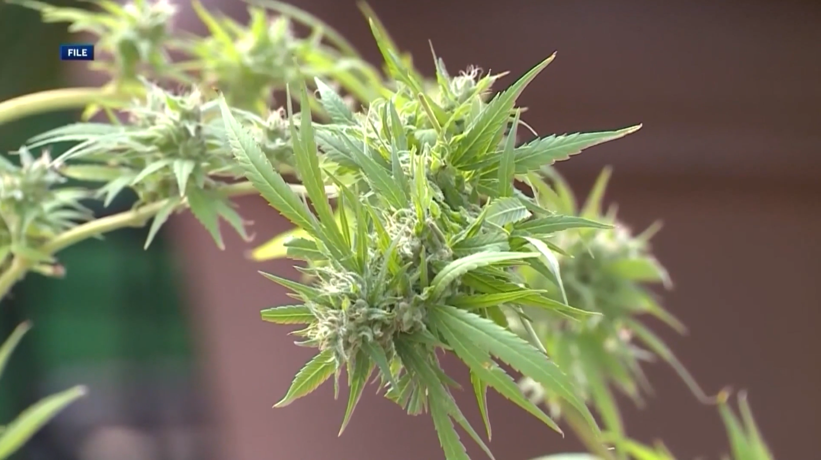 koco.com - Jason Burger - Oklahoma Senate leader opposes Gov. Stitt's call for new vote on medical marijuana