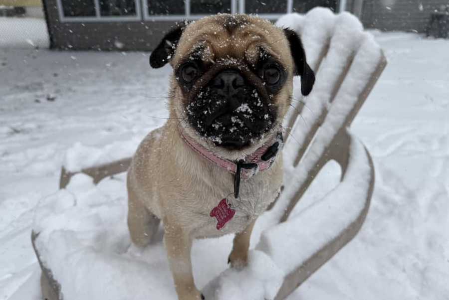 Pug in the snow pug in the snow