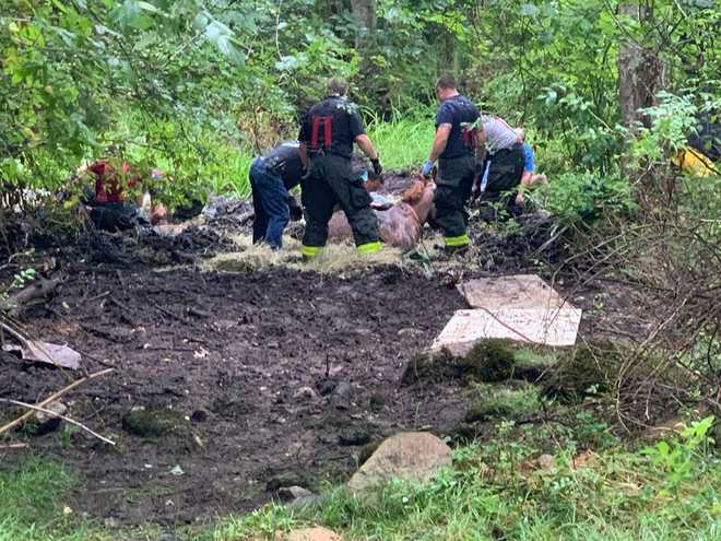 Two&#x20;horses&#x20;stuck&#x20;in&#x20;the&#x20;mud&#x20;in&#x20;Marion&#xFEFF;