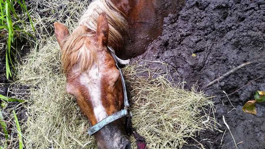 One of two horses that were rescued from the mud in Marion.,