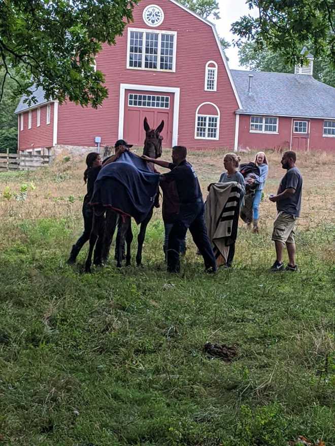 One&#x20;of&#x20;the&#x20;2&#x20;horses&#x20;stuck&#x20;in&#x20;the&#x20;mud&#x20;gets&#x20;cleaned&#x20;off&#x20;after&#x20;getting&#x20;freed