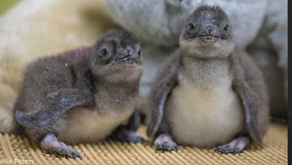 Cincinnati Zoo introduces little blue penguin chicks Mars and Rover