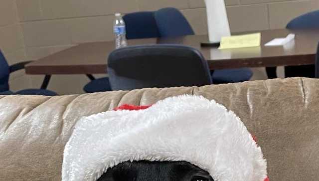 South Carolina: Fire department reports dog mascot missing - Vimarsana News