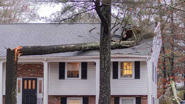 Falling tree crushes roof of Marshfield building during morning storm - Vimarsana News