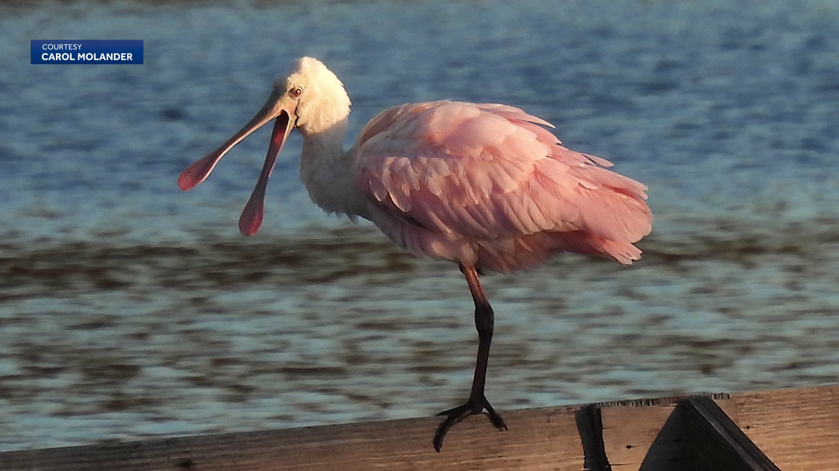 People flock to Marshfield to catch glimpse of rare bird