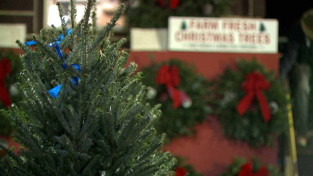 Martin's Christmas Lot expects to sell thousands of trees in its 55th year