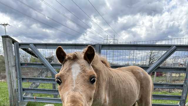 Sassy, lovable mini horse seeks retirement home, MSPCA says - Vimarsana News