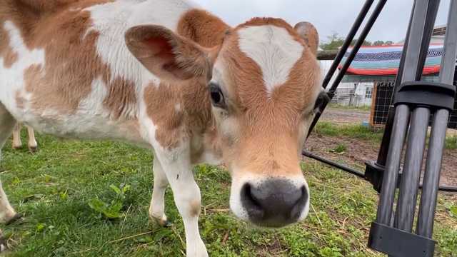 Clarksville farm﻿ offers cow cuddling to reduce stress - Vimarsana News