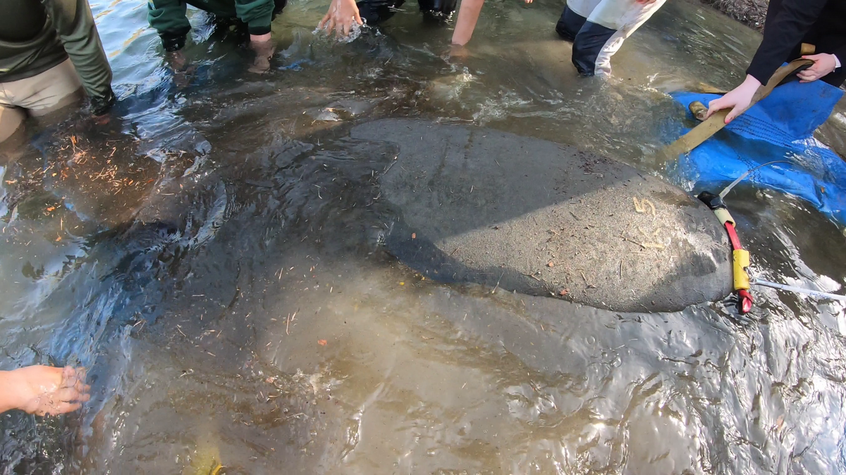 Photo Gallery: Manatees released in Florida